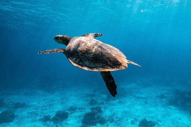 2x Snorkelling Phi Phi, Maiton, Maya Bay, khai islands tour - Key points to know before booking
