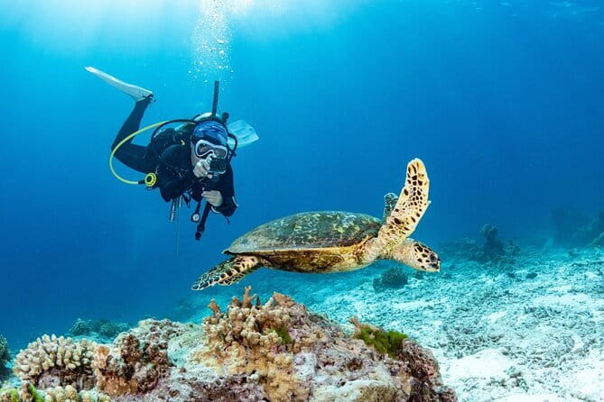 3 Fun dives in Phi Phi islands for Certified Divers - Three underwater sessions from Phuket