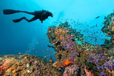 3 Fun dives in Phi Phi islands for Certified Divers