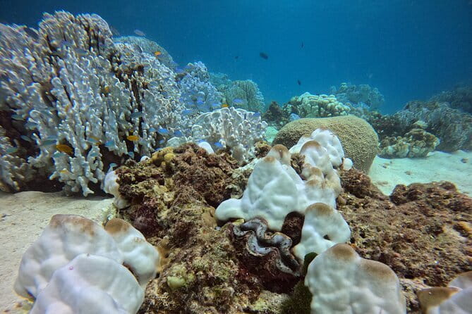3 Fun Dives in Racha Yai and Racha Noi for Certified Divers - Small Groups and the Human Side of the Experience