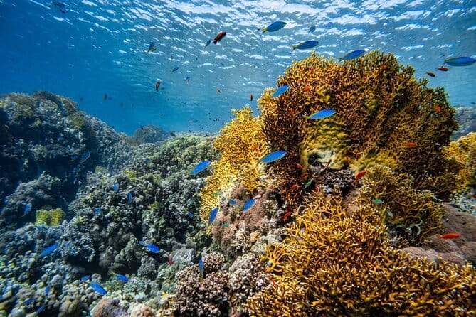 3 Fun Dives in Racha Yai and Racha Noi for Certified Divers - Safety Rules You Should Take Seriously
