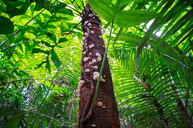 4-Waters Eco-Adventure Trip from Phuket Including Lunch - Hiking through Khao Phra Thaeo National Park