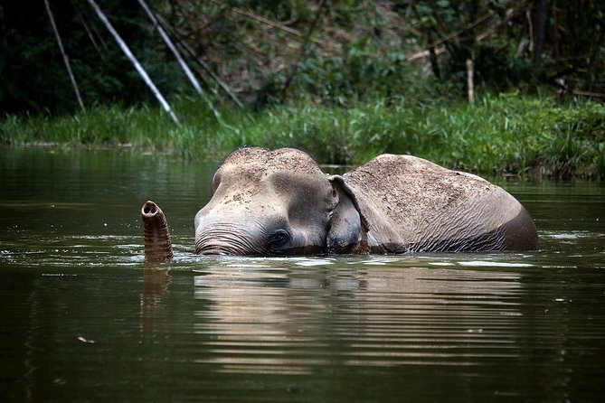 A Morning with the Elephants at Phuket Elephant Sanctuary - The Tree Top Lounge sets the tone