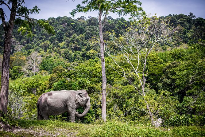 A Morning with the Elephants at Phuket Elephant Sanctuary - Watching elephants behave like elephants