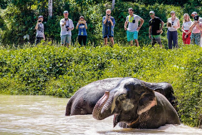 A Morning with the Elephants at Phuket Elephant Sanctuary - Lunch with more than 15 vegetarian choices
