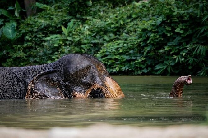 An Afternoon with the Elephants at Phuket Elephant Sanctuary - Key points to know before booking