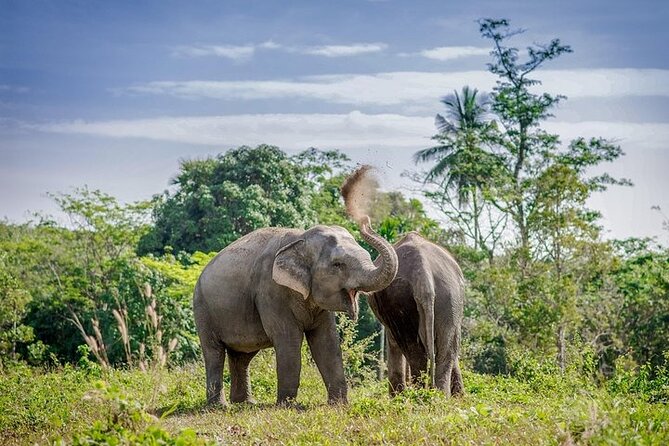 An Afternoon with the Elephants at Phuket Elephant Sanctuary - Why this sanctuary visit feels different