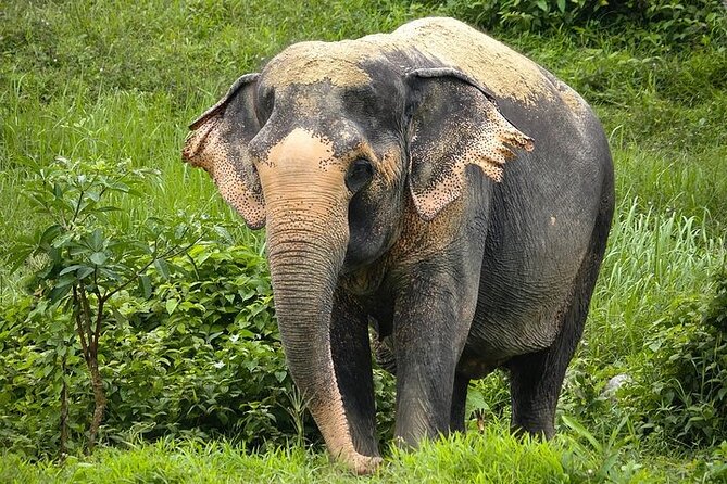 An Afternoon with the Elephants at Phuket Elephant Sanctuary - Arriving at the 1:30 pm start