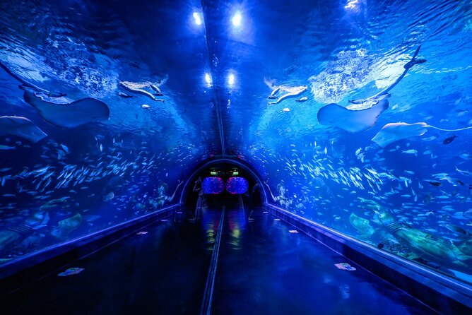 Aquarium Phuket and AR Trick Eye Museum Combo Tickets - Key points to know before you go