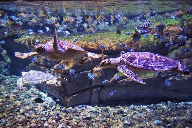 Aquarium Phuket and AR Trick Eye Museum Combo Tickets - Best time to visit