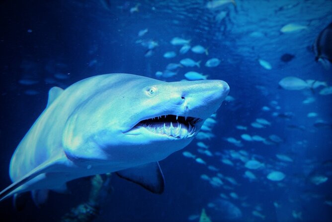 Aquarium Phuket and AR Trick Eye Museum Combo Tickets - Who will enjoy this combo most