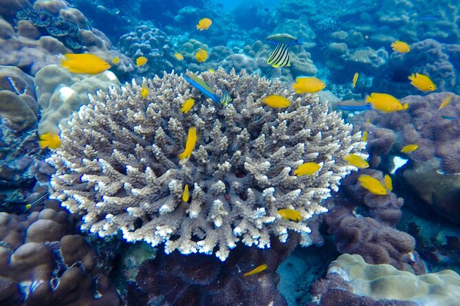 Best of Phi Phi Islands Snorkeling Tour from Phuket - Phi Phi Don combines lunch with a pause