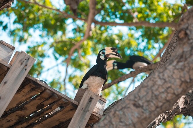 Coral and Racha Islands from Phuket - Key points at a glance