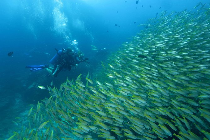 Dive Trip to Phi Phi from Phuket for certified divers - What this Phi Phi scuba day is really like