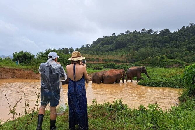 Elephant Nature Experience with Lunch at Bukit Elephant Park - The feeding session and what it feels like