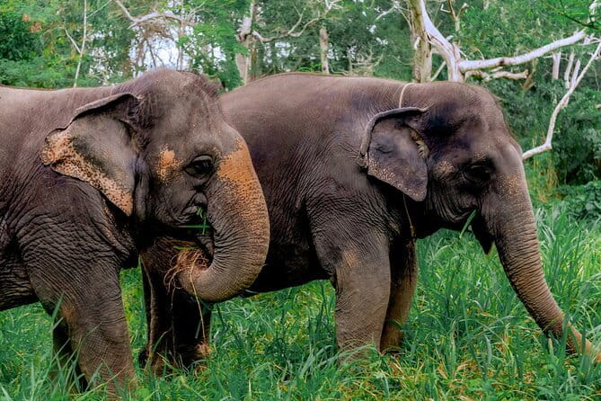 Elephant Nature Experience with Lunch at Bukit Elephant Park - Group size, pace, and practical comfort