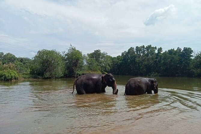 Elephant Sanctuary Small Group Tour in Phuket - The forest walk is the heart of the visit