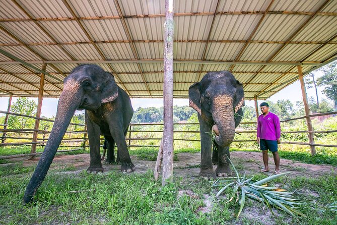 Elephant Sanctuary Small Group Tour in Phuket - Feeding, touching, and taking photographs