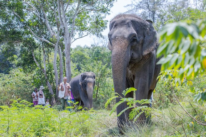 Elephant Sanctuary Small Group Tour in Phuket - A quiet approach to elephant welfare