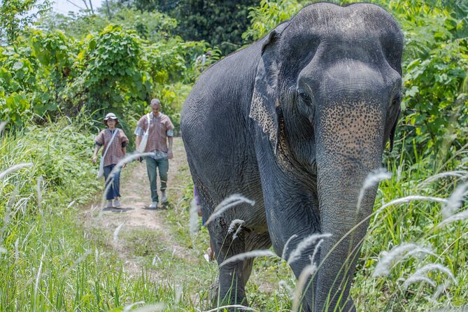 Elephant Sanctuary Small Group Tour in Phuket - Arriving at The Lake Phuket Elephant Home