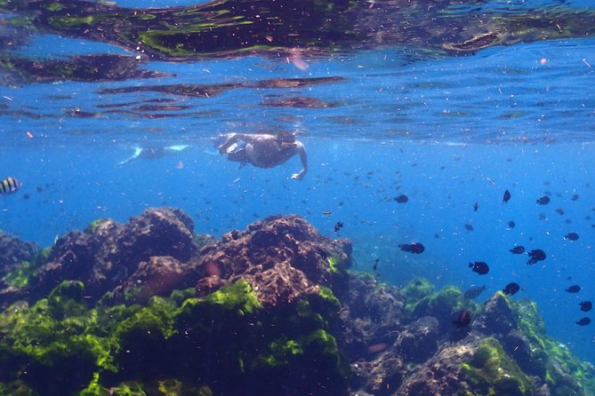 Explore Surin Islands: Ultimate Snorkeling Day Trip from Phuket - Why Surin Islands work well for a snorkeling day