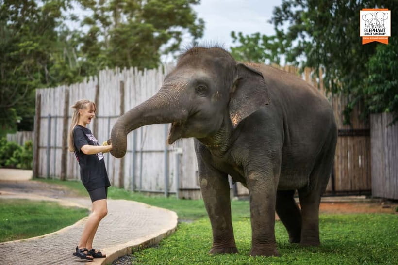 From Phuket: Elephant Jungle Sanctuary Feed and Shower Trip - Key points to know before you book