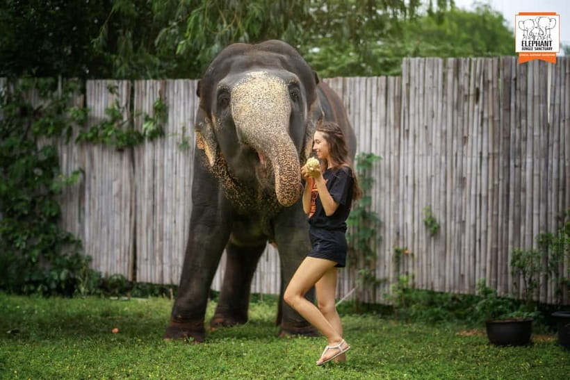 From Phuket: Elephant Jungle Sanctuary Feed and Shower Trip - What happens under the outdoor elephant shower