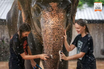 Elephant Jungle Sanctuary Feed and Shower Trip