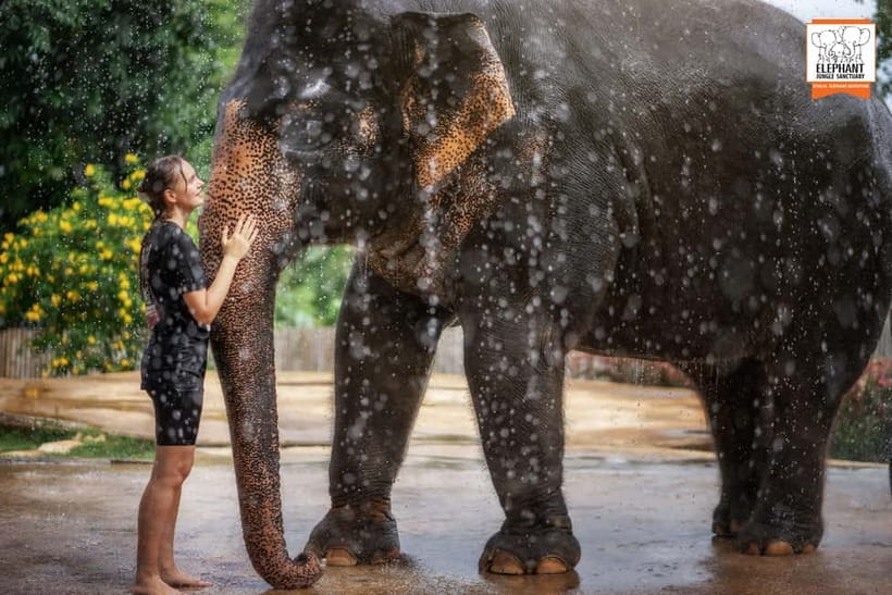 From Phuket: Elephant Jungle Sanctuary Feed and Shower Trip - Pickup, drop-off, and the meeting point
