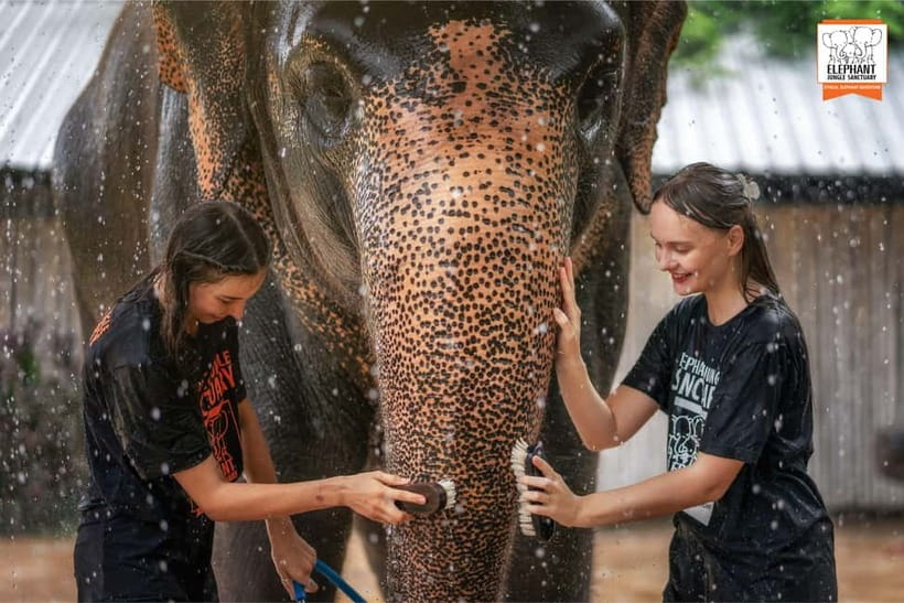 From Phuket: Elephant Jungle Sanctuary Feed and Shower Trip - The short lesson that puts the visit in context