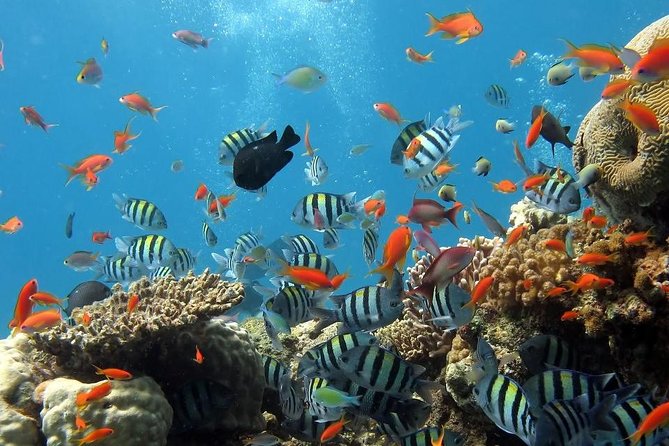 Full-Day Koh Phi Phi Scuba Diving Course from Phuket - Key points to know before booking