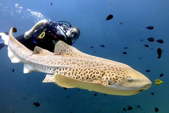 Full-Day Koh Phi Phi Scuba Diving Course from Phuket - What the Koh Phi Phi day is really like