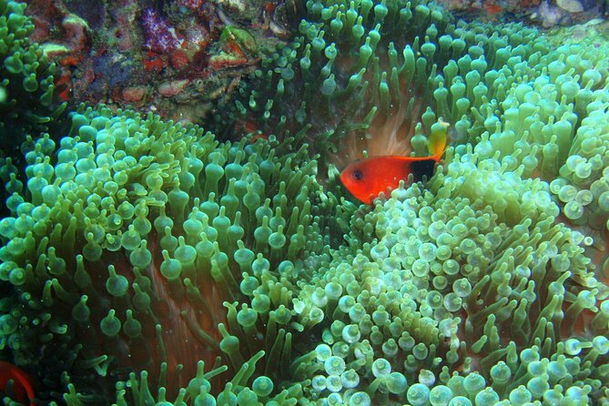 Full-Day Koh Phi Phi Scuba Diving Course from Phuket - Ko Bida Nok and the two underwater sessions