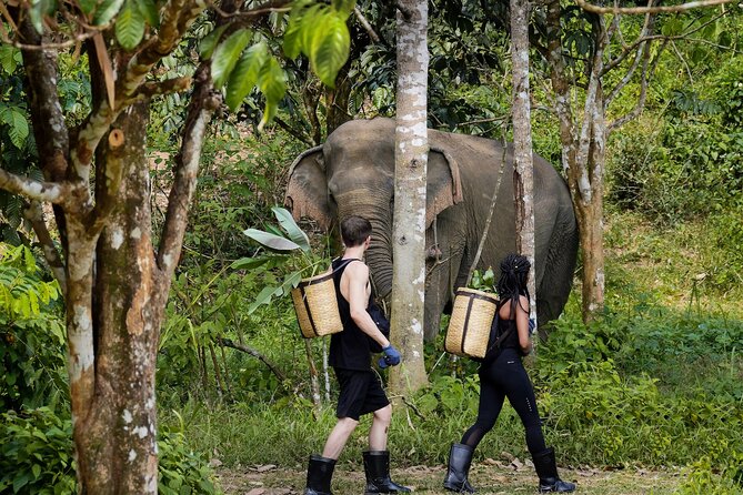 Full-Day Phuket Elephant Sanctuary Tour with Lunch and Dinner - Key points to know before you book