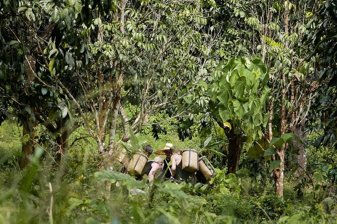 Full-Day Phuket Elephant Sanctuary Tour with Lunch and Dinner - Vegetarian Thai lunch and a full day of food