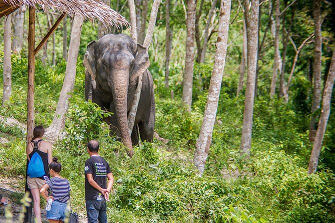 Full-Day Phuket Elephant Sanctuary Tour with Lunch and Dinner - The hydrotherapy pool and time near the water