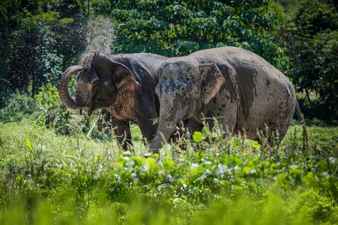 Full-Day Phuket Elephant Sanctuary Tour with Lunch and Dinner - Walking the 30-acre sanctuary