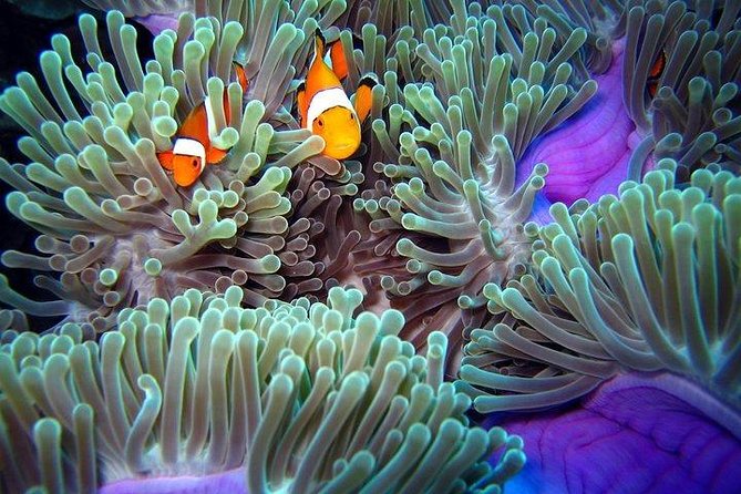 Full-Day Racha Noi and Racha Yai Snorkeling from Phuket - What the $104.28 price really covers