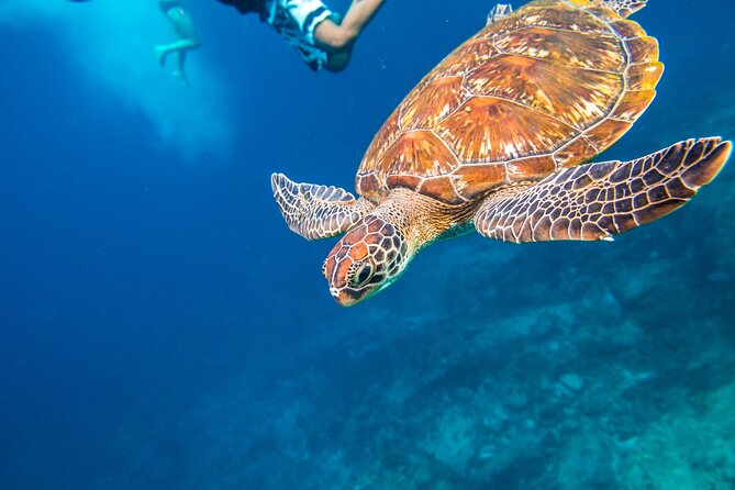 Full-day Tour to the Similan Islands by Speedboat from Khao Lak - Meals, gear, and what the $101.18 price really covers