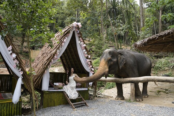 Half day with Elephants at Patong Elephant Hug （No ride No trick） - Key points at a glance