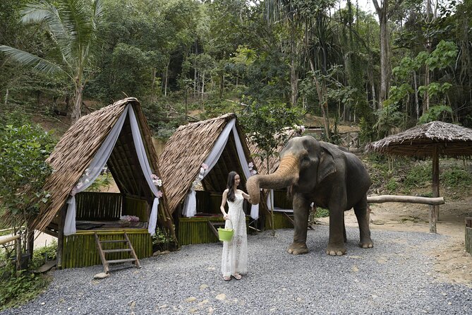 Half day with Elephants at Patong Elephant Hug （No ride No trick） - Meeting Phuket’s elephants without a saddle