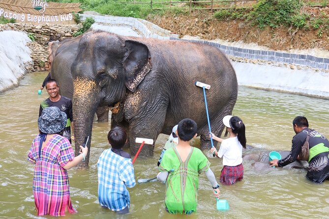 Half day with Elephants at Patong Elephant Hug （No ride No trick） - Package C is a quick elephant encounter