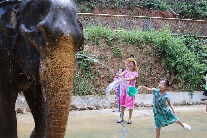 Half day with Elephants at Patong Elephant Hug （No ride No trick） - The ethical question is worth taking seriously