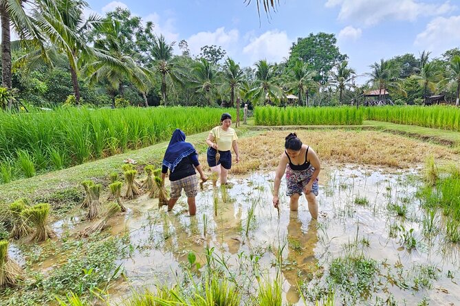 Old Phuket Farm Ticket - Countryside Local Life Culture - A farm visit that puts you to work