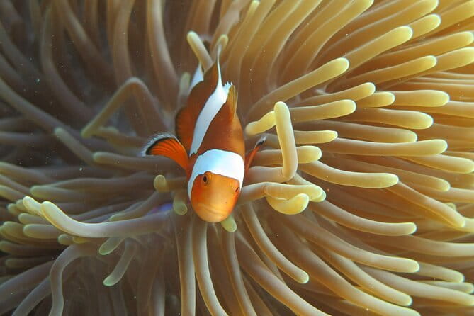 Phi Phi Bamboo Islands Fullday - Premium - Lunch and free time on Phi Phi Don