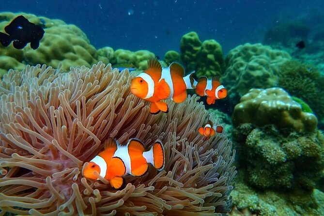 Phi Phi & Bamboo Islands Snorkeling Tour w/ Fins by Speedboat - Pileh Lagoon, the sea’s natural swimming pool
