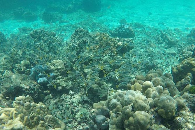 Phi Phi Islands One Day Tour by Speedboat From Phuket - Monkey Beach and the wild residents