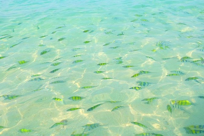 Phi Phi Islands One Day Tour by Speedboat From Phuket - Snorkeling, swimming, and time on the water