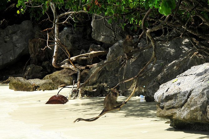 Phi Phi & Maya Bay Speedboat: All-Day Food & Choice of 3 Marinas - Monkey Beach and wildlife from the boat