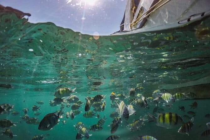 Phi Phi with Maya and Bamboo Island Day Trip by Speedboat - Safety and service make a real difference